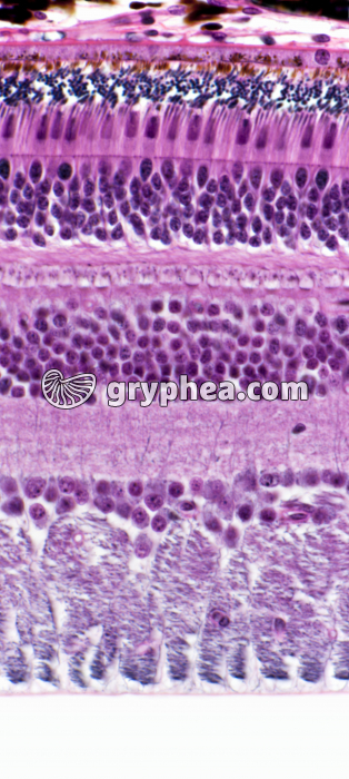 Rétine x200 - gryphea.org